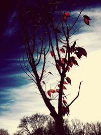 Low angle view of bare trees against sky