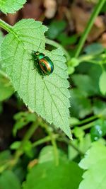Close-up of insect on leaf