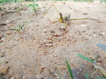 Close-up of insect on ground