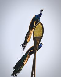 Low angle view of bird perching on pole against clear sky