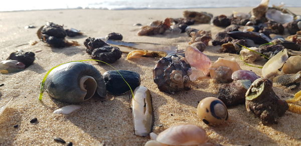 Close-up of shells on beach