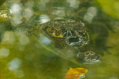 Crocodile is in the water is the rank of reptiles 