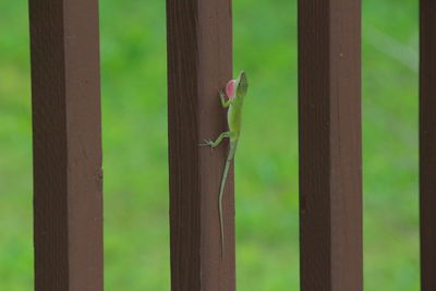 Close-up of green lizard on wood