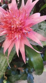 Close-up of pink flower blooming outdoors