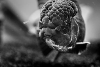 Black and white photo of a black oranda goldfish