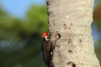 Male pileated woodpecker bird dryocopus pileatus in a pine tree at the corkscrew swamp sanctuary