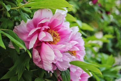 Close-up of pink flowering plant