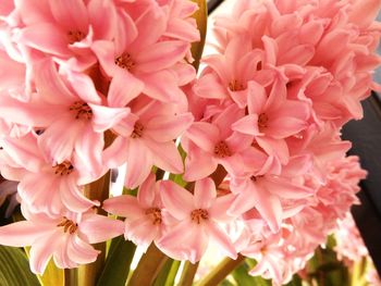 Close-up of pink flowers blooming outdoors