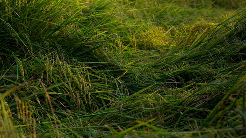 Close-up of grass on field