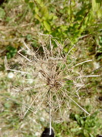 Close-up of wilted plant on field