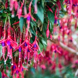 Close-up of red leaves on tree