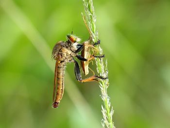 Close-up of insect on leaf