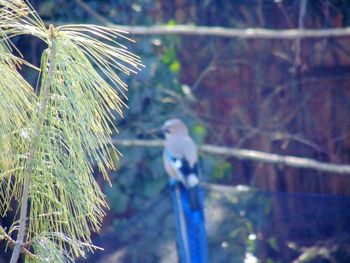 Close-up of bird on plant