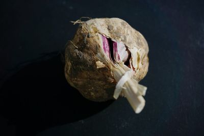 Close-up of wilted flower