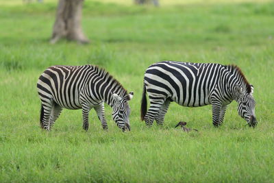 Zebras on a field