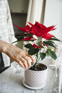 Midsection of woman holding potted plant