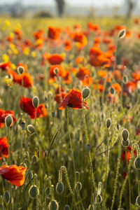 Close-up of orange poppy on field