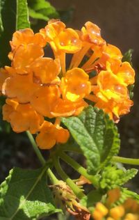 Close-up of yellow flowers blooming outdoors