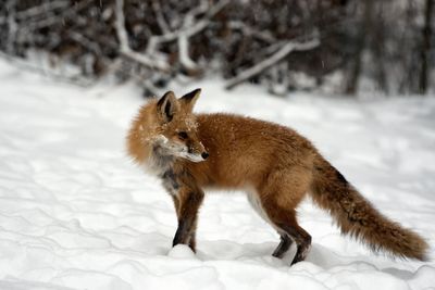 Red fox on snow covered land