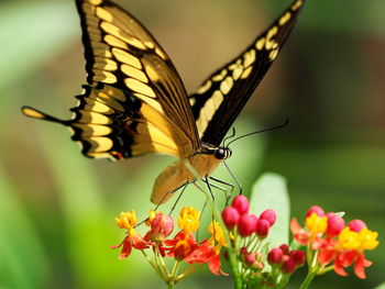 Close-up of butterfly pollinating on yellow flower