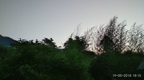 Low angle view of trees against clear sky