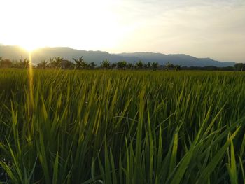 Crops growing on field against sky during sunset