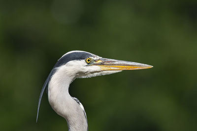 Close-up of gray heron