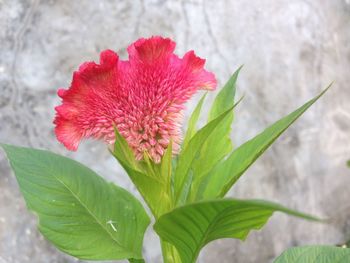 Close-up of pink flowering plant