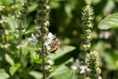 Close-up of bee on flower