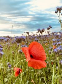 Close-up of red poppy on field against sky