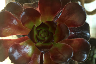 Close-up of cactus flower