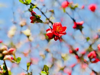 Close-up of red flowering plant