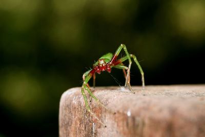 Close-up of ant on wood