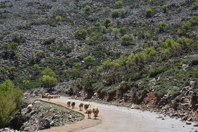 View of an animal on land