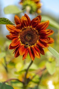 Close-up of yellow flowering plant