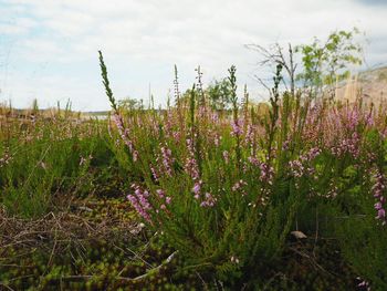 Purple flowering plants on field against sky