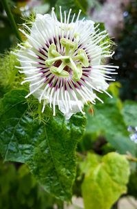 Close-up of purple flowering plant