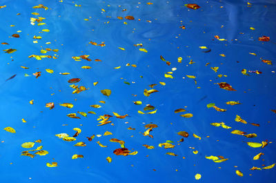 Flock of fish swimming in water