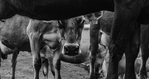 Portrait of cow standing on field