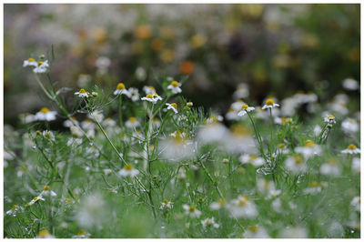 White flowers in bloom