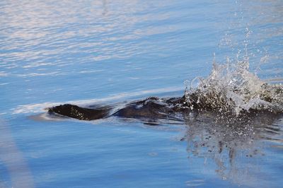 Beaver splashing in the water