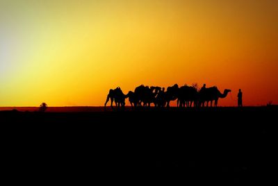 Silhouette of horses on landscape during sunset