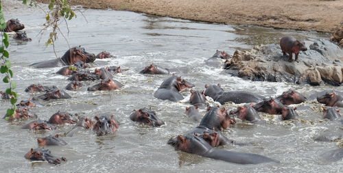 High angle view of hippopotamus in river