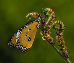 Close-up of butterfly perching on flower