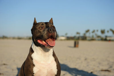 Close-up of dog on beach against clear sky