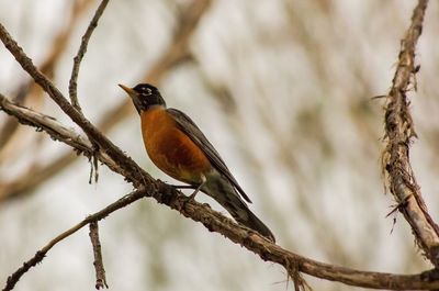 Low angle view of songbird perching on tree