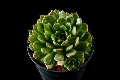 Close-up of potted plant against black background