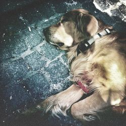 Dog looking away