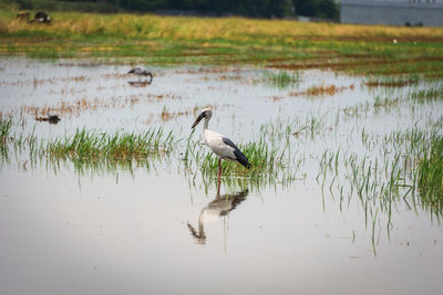 View of birds in lake