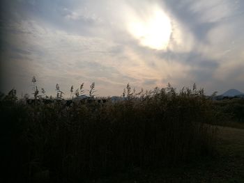 Scenic view of field against sky at sunset